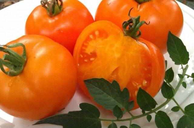 Tomato variety Tsarskaya Vetka: description, photo, reviews