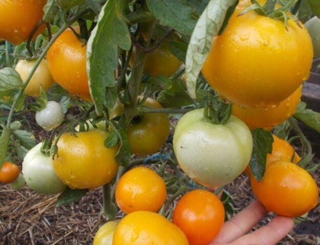 Tomato variety Tsarskaya Vetka: description, photo, reviews