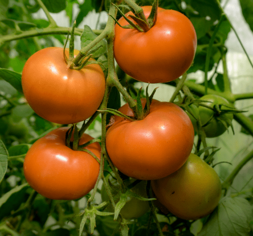 Tomato variety Tsarskaya Vetka: description, photo, reviews