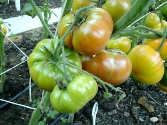 Tomato variety Wild thyme: photo, description and reviews