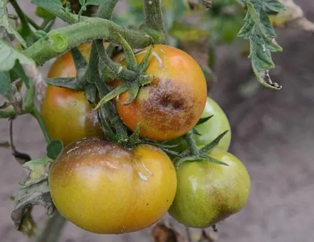 Tomato variety Wild thyme: photo, description and reviews