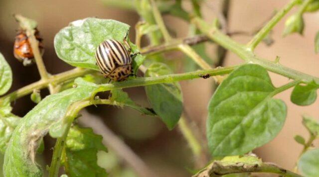 Tomato variety Wild thyme: photo, description and reviews