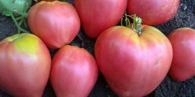 Tomato Velmozha: variety description, photo, reviews