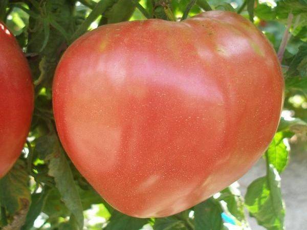 Tomato Velmozha: variety description, photo, reviews