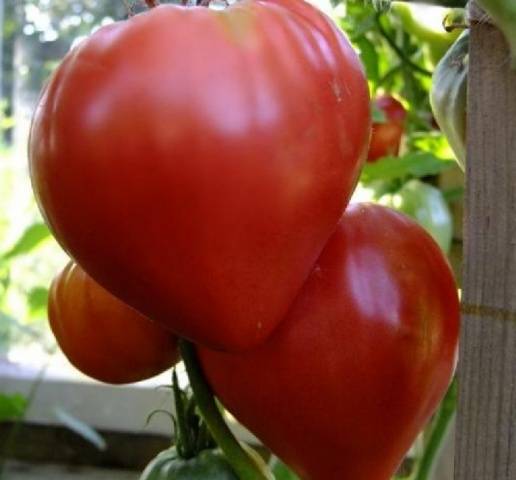 Tomato Velmozha: variety description, photo, reviews