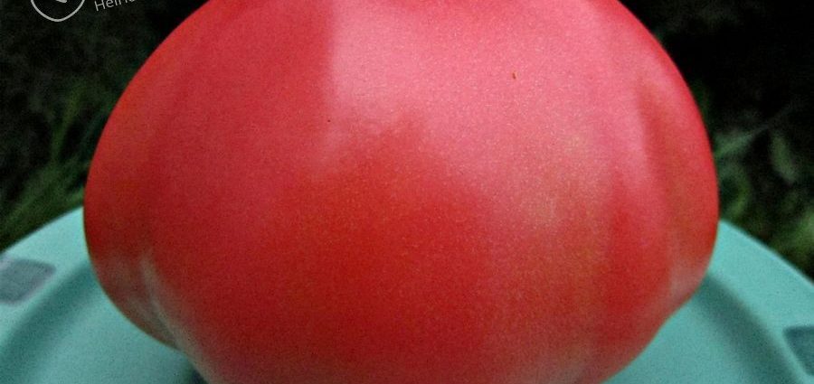 Tomato Velmozha: variety description, photo, reviews