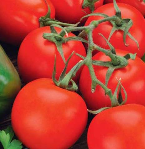 Tomato Verlioka: reviews, photos, yield