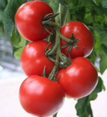 Tomato Verlioka: reviews, photos, yield