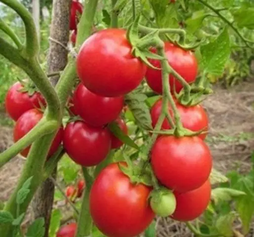 Tomato Verlioka: reviews, photos, yield