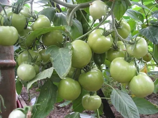 Tomato Verlioka: reviews, photos, yield