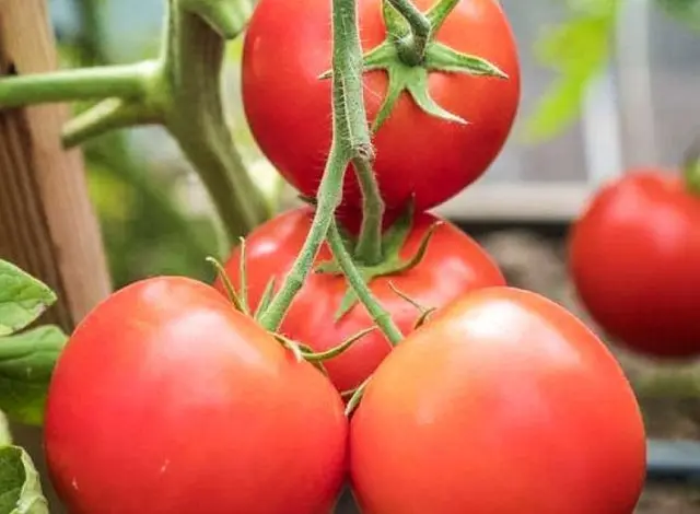 Tomato Verochka F1: reviews with photos, description of the variety of tomatoes, planting and care