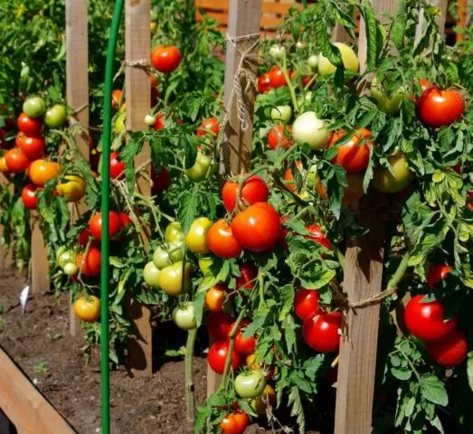 Tomato Verochka F1: reviews with photos, description of the variety of tomatoes, planting and care