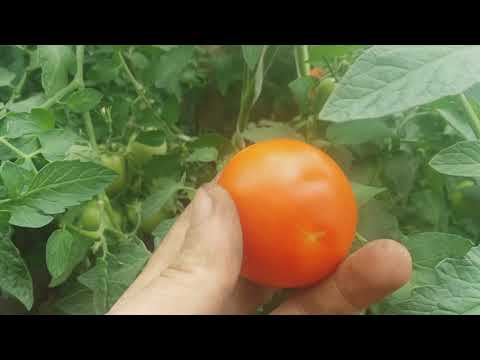 Tomato Verochka F1: reviews with photos, description of the variety of tomatoes, planting and care