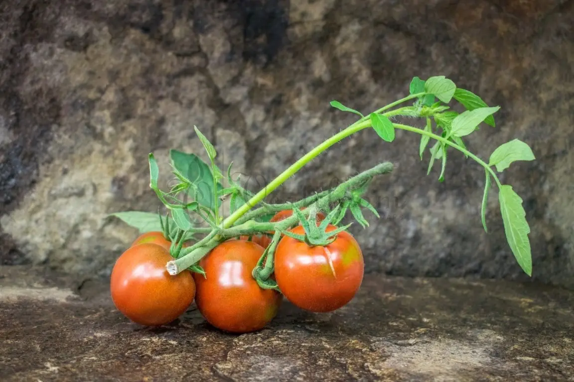 Tomato Viagra: reviews, photos