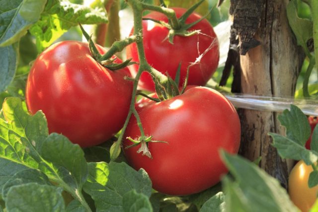 Tomato Volgogradsky Early Ripening 323: reviews, photos, yield