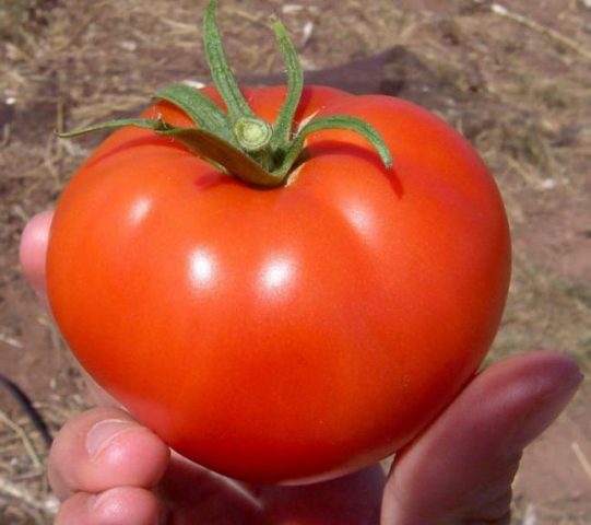 Tomato Volgogradsky Early Ripening 323: reviews, photos, yield