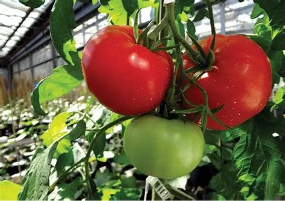 Tomato Volgogradsky Early Ripening 323: reviews, photos, yield