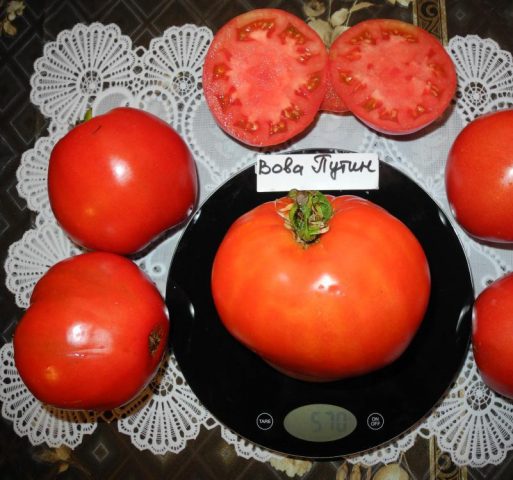 Tomato Vova Putin: reviews and characteristics of the variety