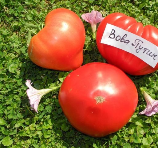 Tomato Vova Putin: reviews and characteristics of the variety