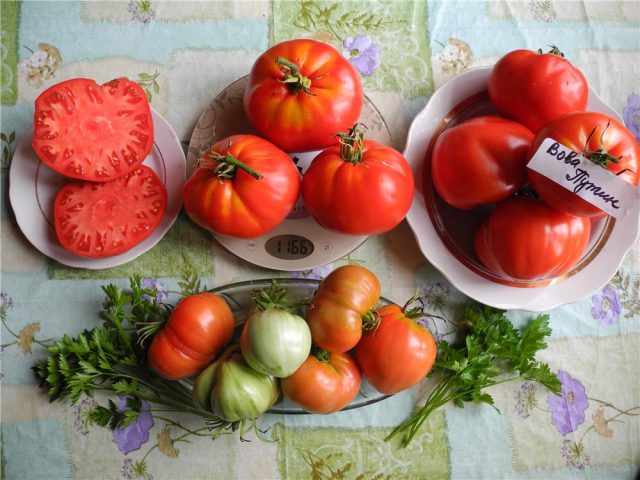 Tomato Vova Putin: reviews and characteristics of the variety