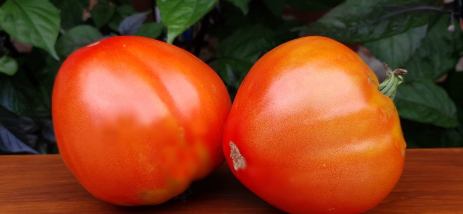 Tomato Vova Putin: reviews and characteristics of the variety