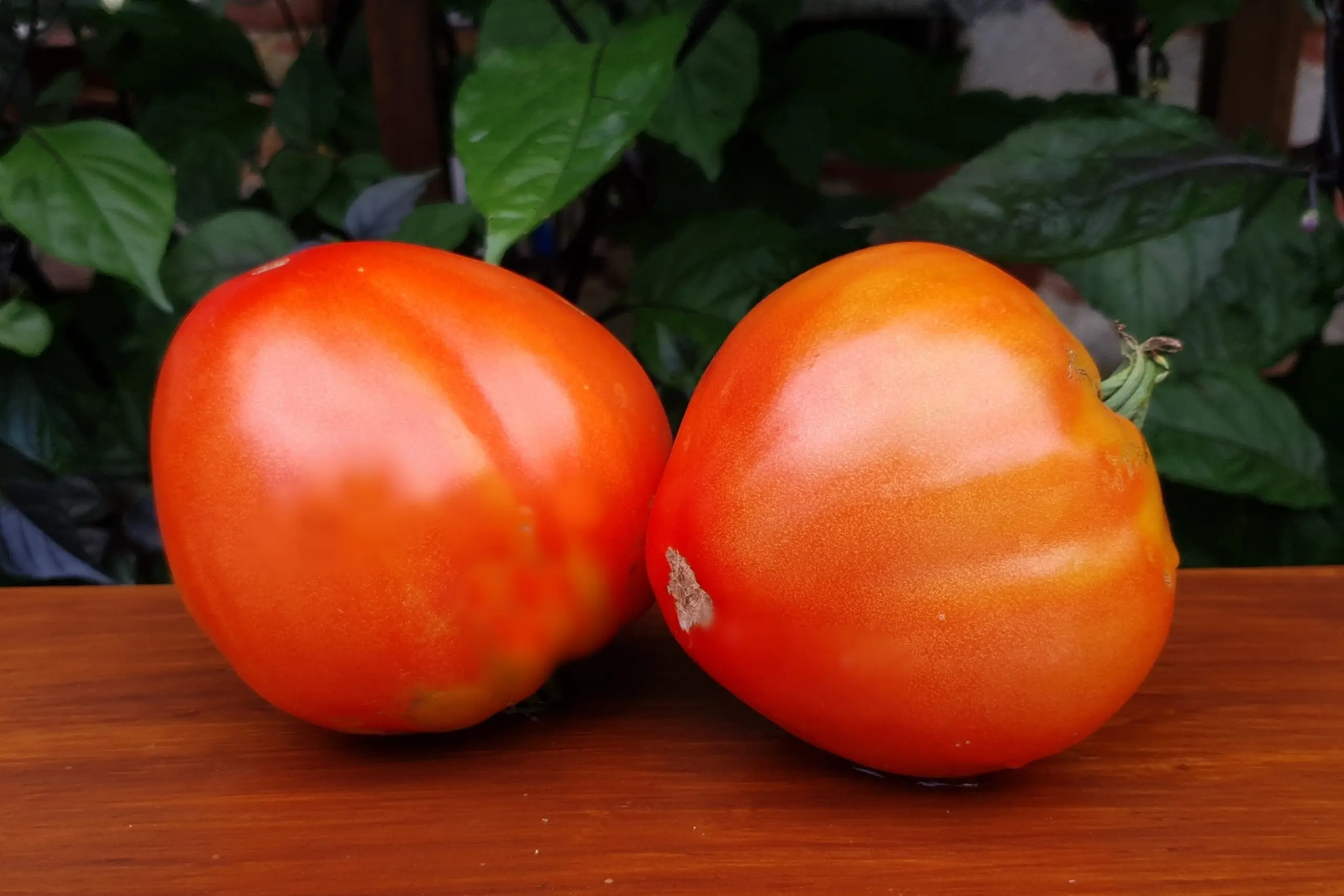 Tomato Vova Putin: reviews and characteristics of the variety