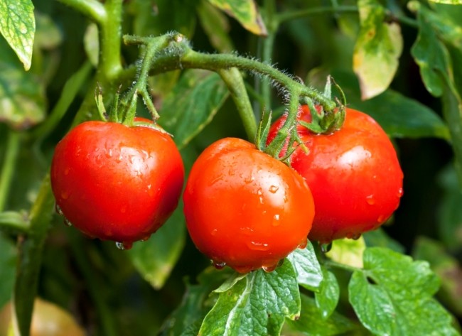 Tomato White filling - description and characteristics of a productive variety