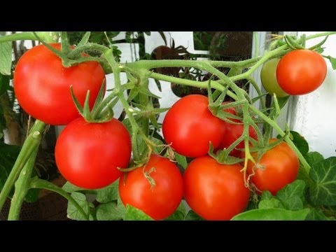 Tomato White filling - description and characteristics of a productive variety