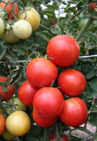 Tomato White filling: description, photo, reviews