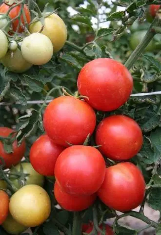 Tomato White filling: description, photo, reviews