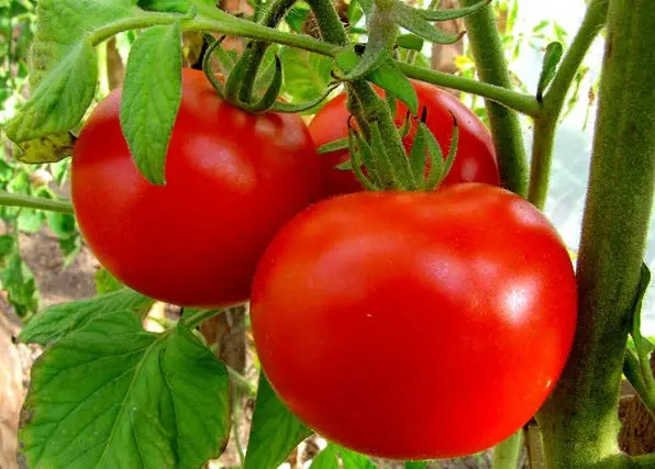 Tomato White filling: description, photo, reviews