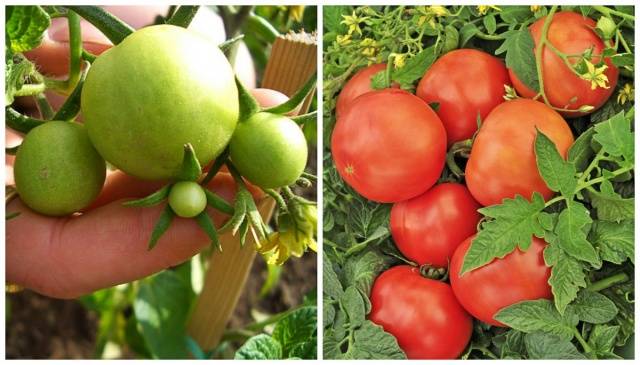 Tomato Wild Rose: reviews, photos, yield