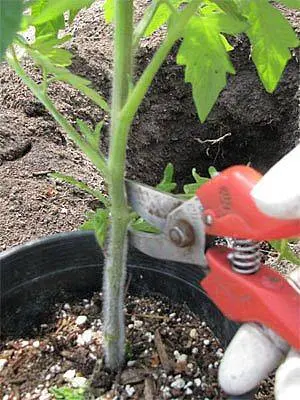 Tomato Wild Rose: reviews, photos, yield