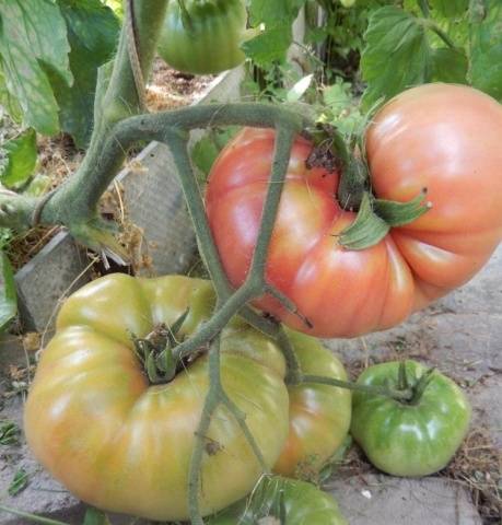 Tomato Wild Rose: reviews, photos, yield