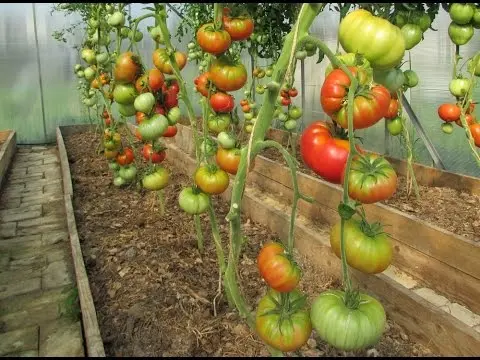 Tomato Wild Rose: reviews, photos, yield