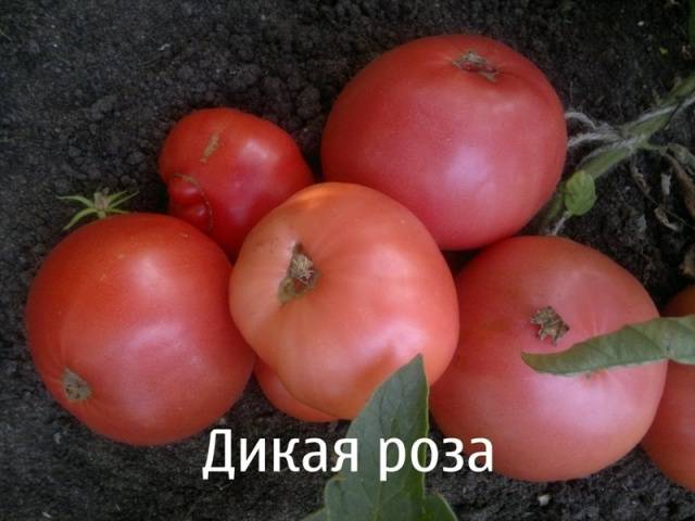 Tomato Wild Rose: reviews, photos, yield