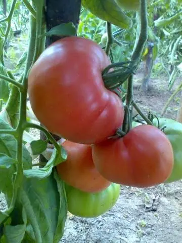 Tomato Wild Rose: reviews, photos, yield