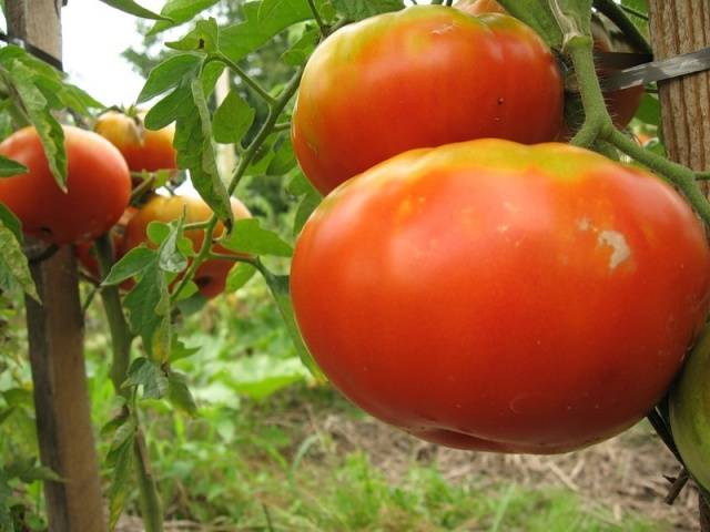 Tomato Wild Rose: reviews, photos, yield