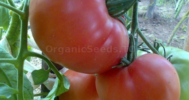 Tomato Wild Rose: reviews, photos, yield