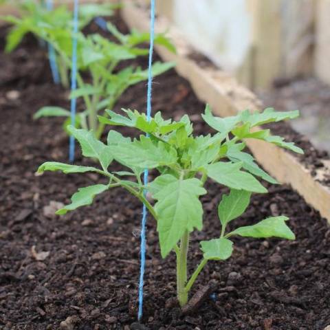 Tomato Wild Rose: reviews, photos, yield