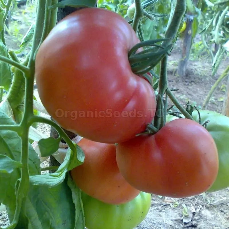 Tomato Wild Rose: reviews, photos, yield