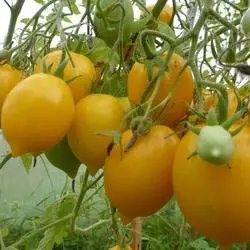 Tomato Wonder of the World: reviews, photos, yield