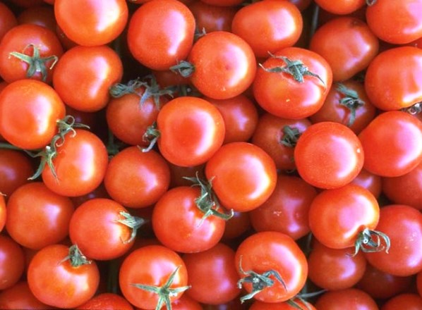 Tomato Yablonka Our Country - a good harvest and easy care