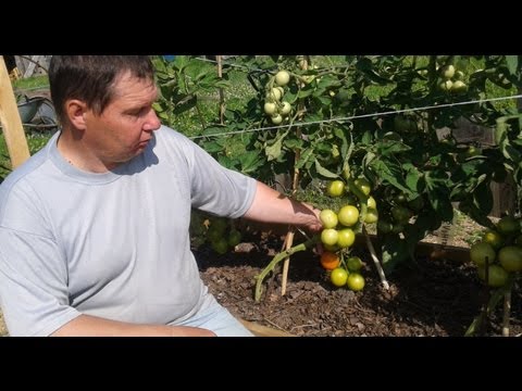 Tomato Yablonka Our Country - a good harvest and easy care