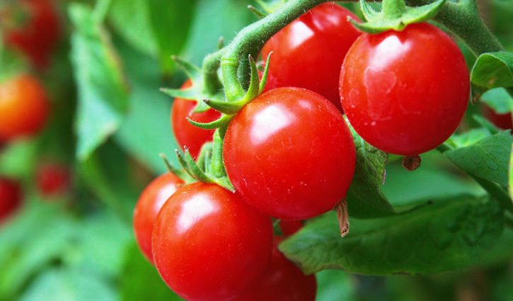 Tomato Yablonka Our Country &#8211; a good harvest and easy care