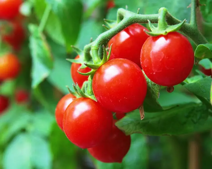 Tomato Yablonka Our Country &#8211; a good harvest and easy care