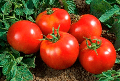 Tomato Yamal 200: reviews, photos