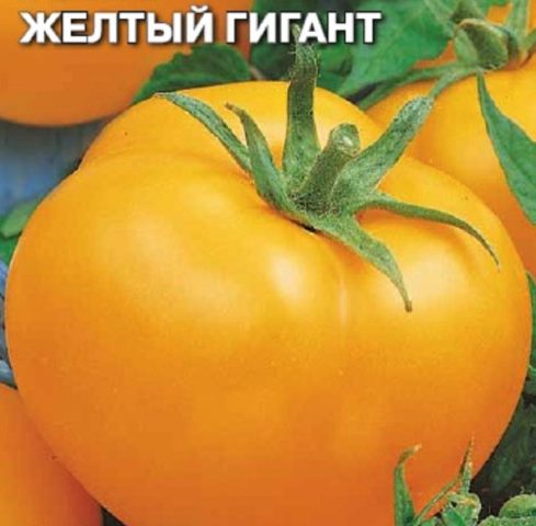 Tomato Yellow giant: description