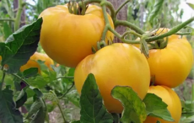 Tomato Yellow giant: description