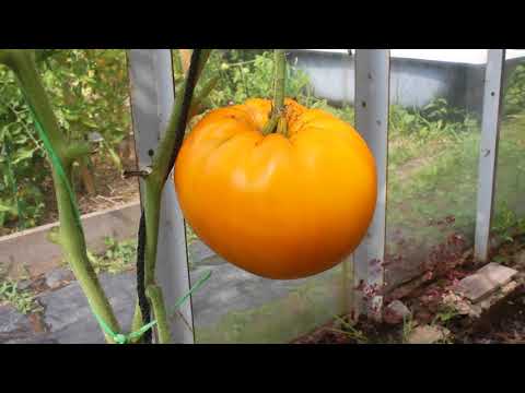 Tomato Yellow giant: description